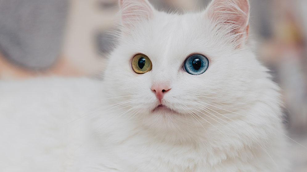 Kucing
