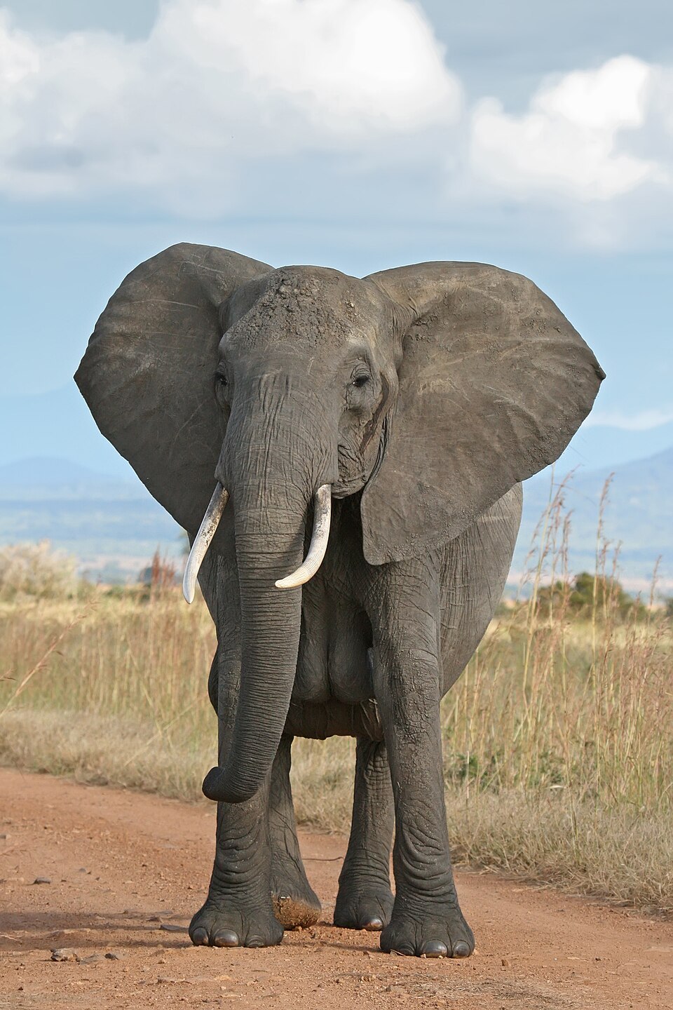 Gajah